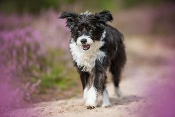 Chinese crested dog in heather landscape