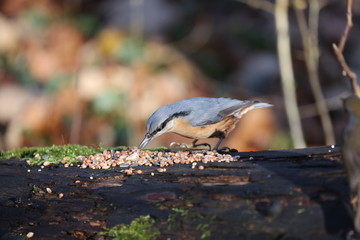 aves varias 