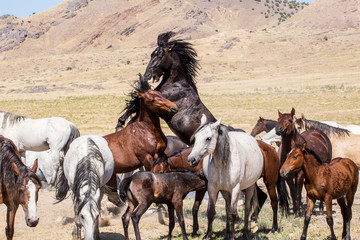 Wild Horses