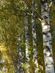 birches in the botanical garden