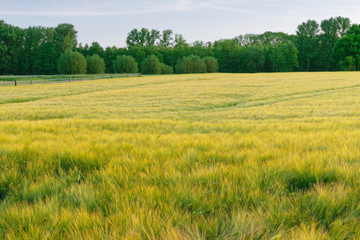 Obraz premium Gerstenfeld