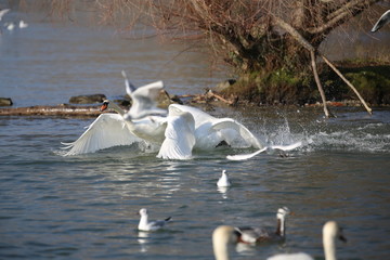 aves varias 