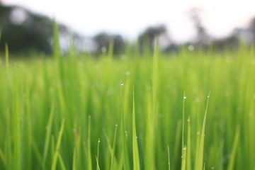 Close up rice green field and paddy rice for natural background.Selective focus.