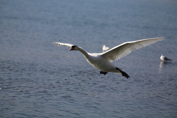 aves varias 