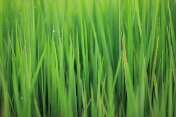 Fototapeta na wymiar Rice green field and paddy rice for natural background.