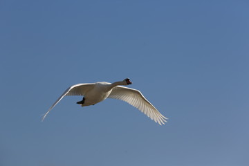 Obraz premium aves varias 