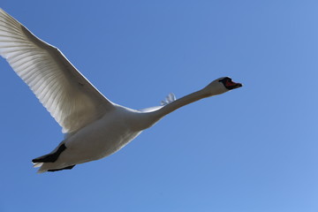 aves varias 
