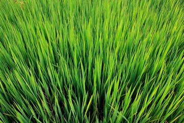 Rice green field and paddy rice for natural background.