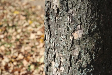 bark of an old tree, textured, spectacular