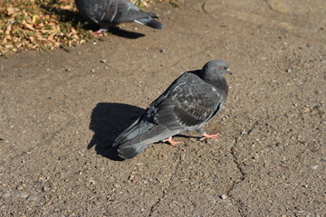 DOVE GREY