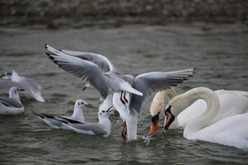 aves varias 