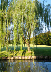 willow tree in the garden on the river © MAURO