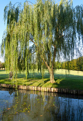 willow tree in the garden on the pond © MAURO