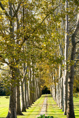 row of poplars in the park in autumn