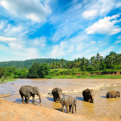 Fototapeta na wymiar Herd of elephants bathing in the jungle river.