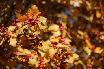 autumn red, juicy berries for background