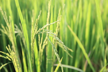 Rice green field and paddy rice for natural background.