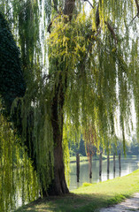 willow tree on the Brenta river in Italy
