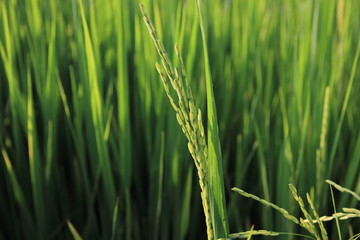 Fototapeta na wymiar Rice green field and paddy rice for natural background.