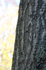 bark of an old tree, textured, spectacular