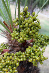 many dates of palm tree