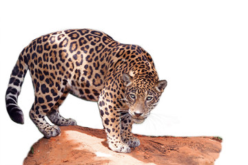 The jaguar stands on the rocks on a white background. - obrazy, fototapety, plakaty