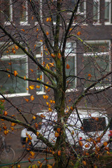 Tree in autumn near canal in Leiden, Netherlands with red brick wall building
