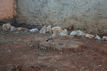 aves varias 
