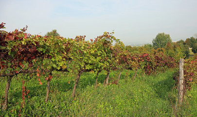 Fototapeta na wymiar wide vineyard with red and green leaves of grapevine after the h