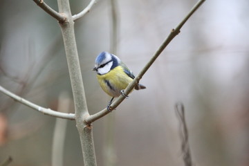 aves varias 