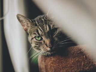 green eye cat © LazzarK