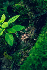 ..jak grzyby po deszczu. © LazzarK