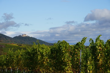 Weinberge bei Edenkoben