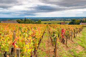 Burgundy vineyard in autumn, France