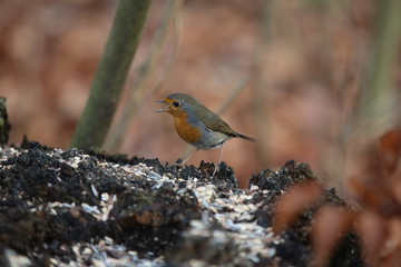 Obraz premium aves varias 