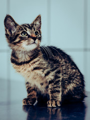brown gray cat © LazzarK