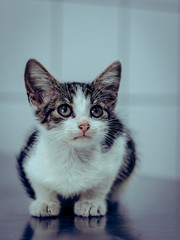 half white cat © LazzarK
