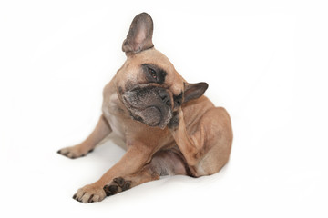 Small brown French Bulldog dog with skin allergies scratching head in front of white background