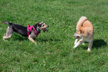 Naklejka na ściany i meble Cute akita inu puppy and multibred dog are playing on a green meadow. Pet animals.
