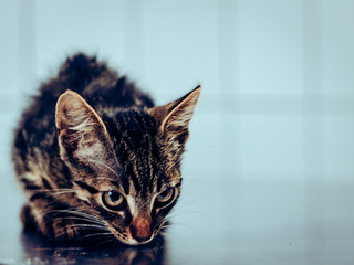 crouching cat © LazzarK