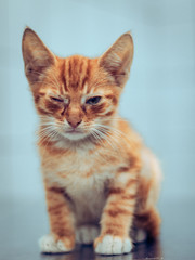 easy cat © LazzarK