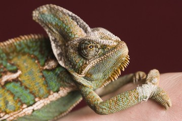 Jemenchameleon & Mann