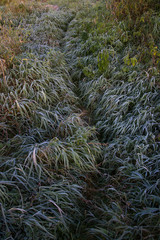 grass covered with frost in September, morning frosts