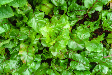 natural background of green beet leaves