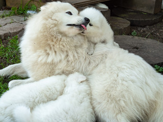 White dogs and puppies breed Samoyed Laika.