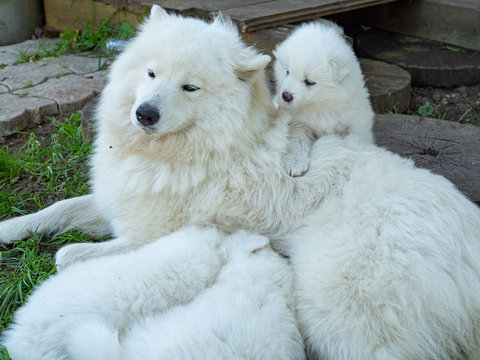 White Dogs And Puppies Breed Samoyed Laika.