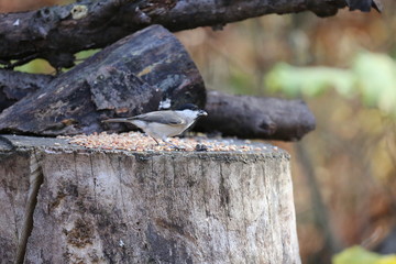 aves varias 