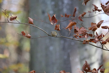 aves varias 