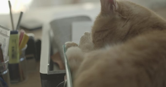 Katze putzt sich (Zeitlupe) 