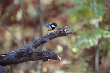 aves varias 
